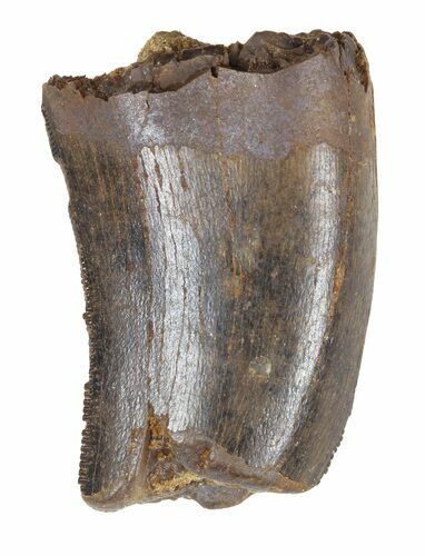 Partial Tyrannosaur Tooth - Montana #52690